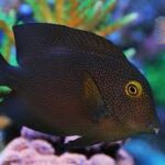 Indian Gold-ring Bristletooth Tang