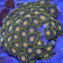 Zoa Orange w Green skirt