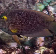 indian goldring bristletooth ctenochaetus truncatus