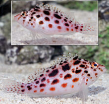 Coral Hawkfish