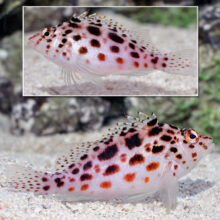 Coral Hawkfish