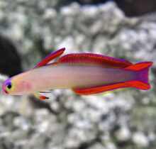 Purple Firefish