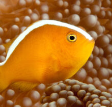 Orange skunk clownfish