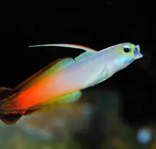 Fire Dart Goby