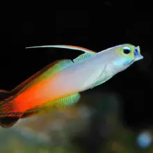 Fire Dart Goby