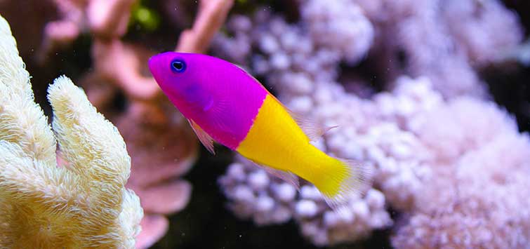 Royal Dottyback