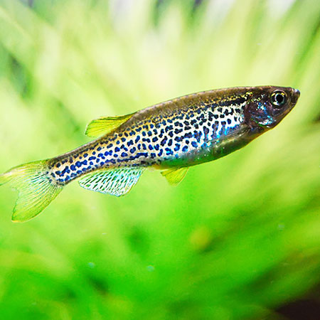 Leopard Danio