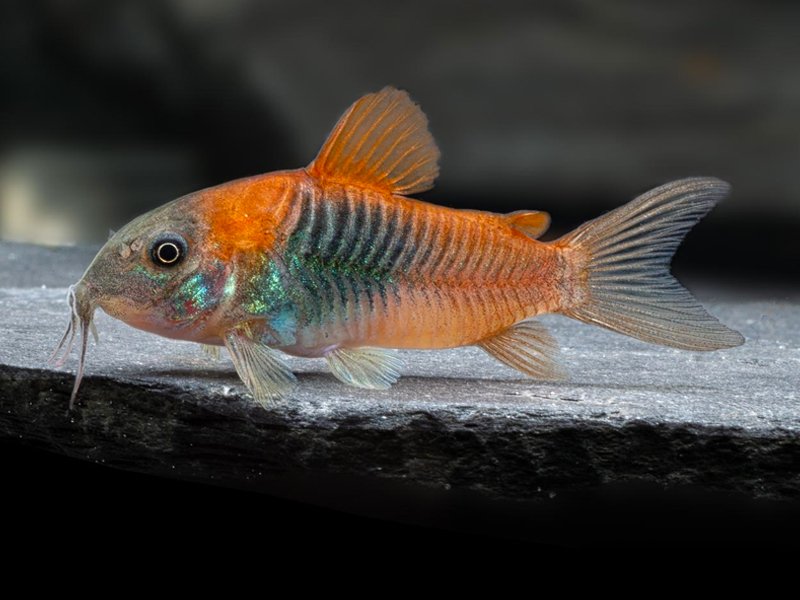 Orange Venezuelan Corydora