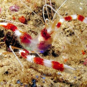 Coral Banded Boxer Shrimp