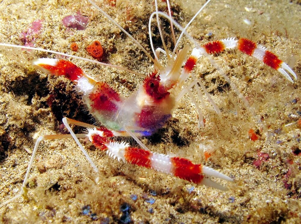 Coral Banded Boxer Shrimp