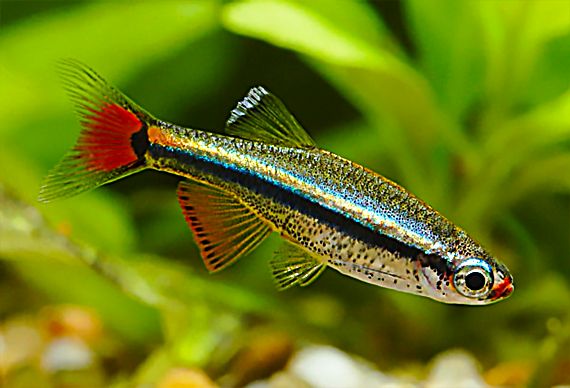 White cloud mountain minnows