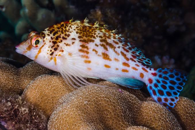 Dwarf Hawkfish