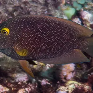 Indian Gold-ring Bristletooth Tang