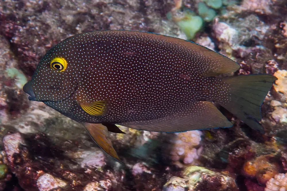 indian goldring bristletooth ctenochaetus truncatus