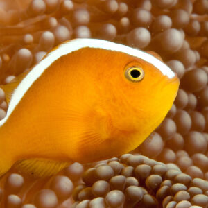 Orange skunk clownfish