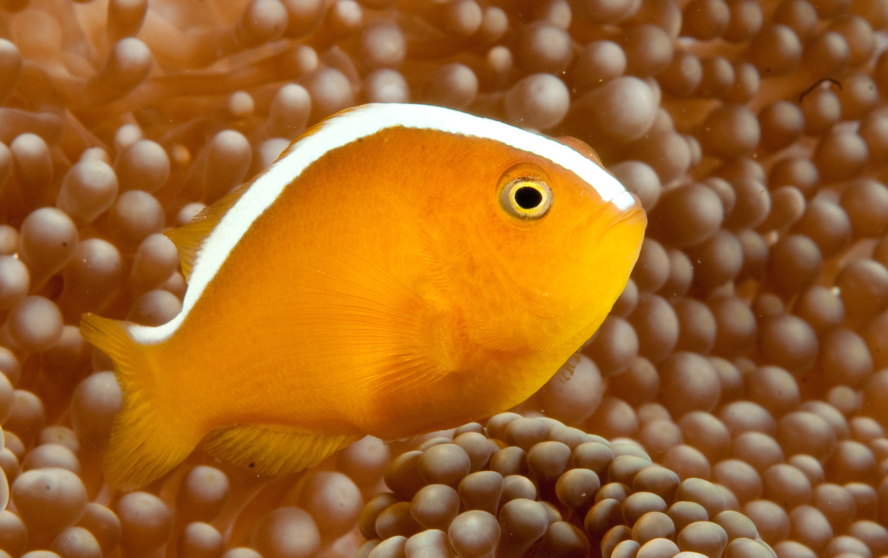 Orange skunk clownfish