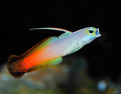 Fire Dart Goby