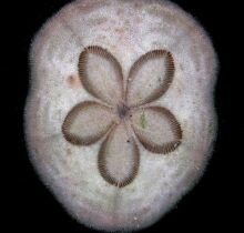 Sand Dollar Urchin