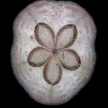 Sand Dollar Urchin