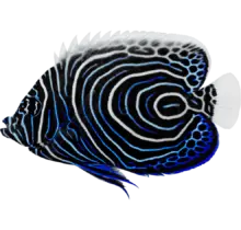 Emperor Angelfish