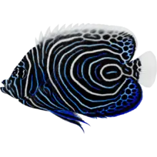 Emperor Angelfish