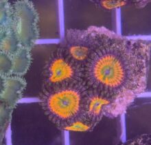 Zoa Sunny D's