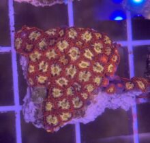 Zoa Yellow with Red Orange Skirt