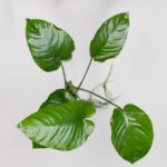 Anubias Barteri Large