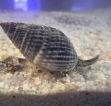 Nassarius Snail