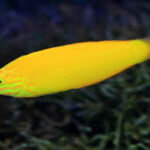 Canary Wrasse