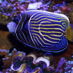 Emperor Angelfish