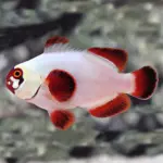 Gold Nugget Maroon Clownfish