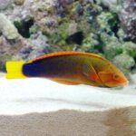 Clown Wrasse