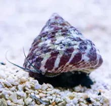 Banded Trochus Snail