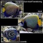 Emperor Angelfish