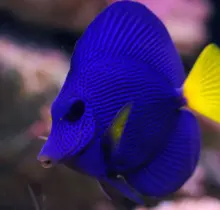 Purple Tang