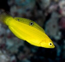 Canary Wrasse