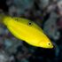 Canary Wrasse