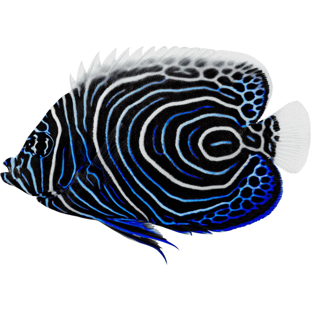 Emperor Angelfish