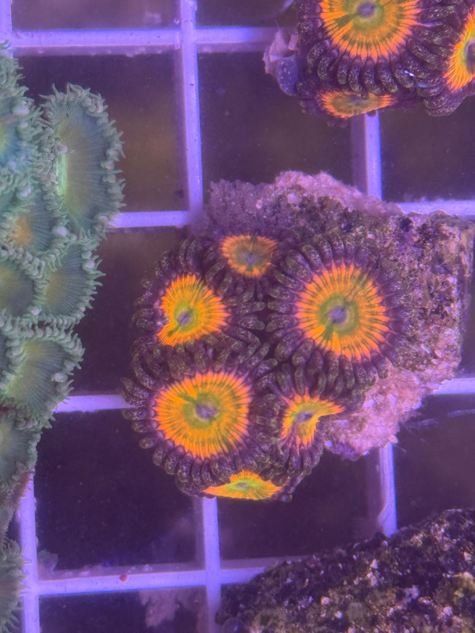 Zoa Sunny D's