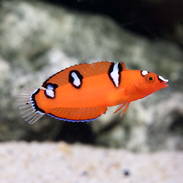 Clown Wrasse