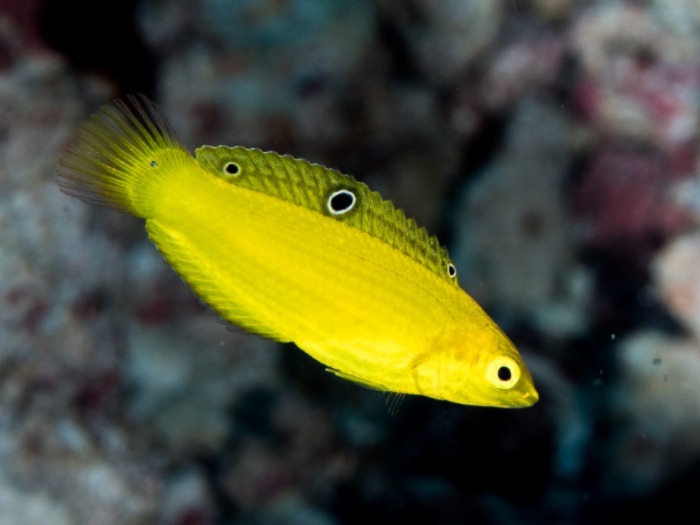 Canary Wrasse